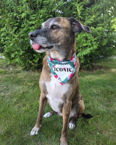 192443602_omgdogspromotionalpic1